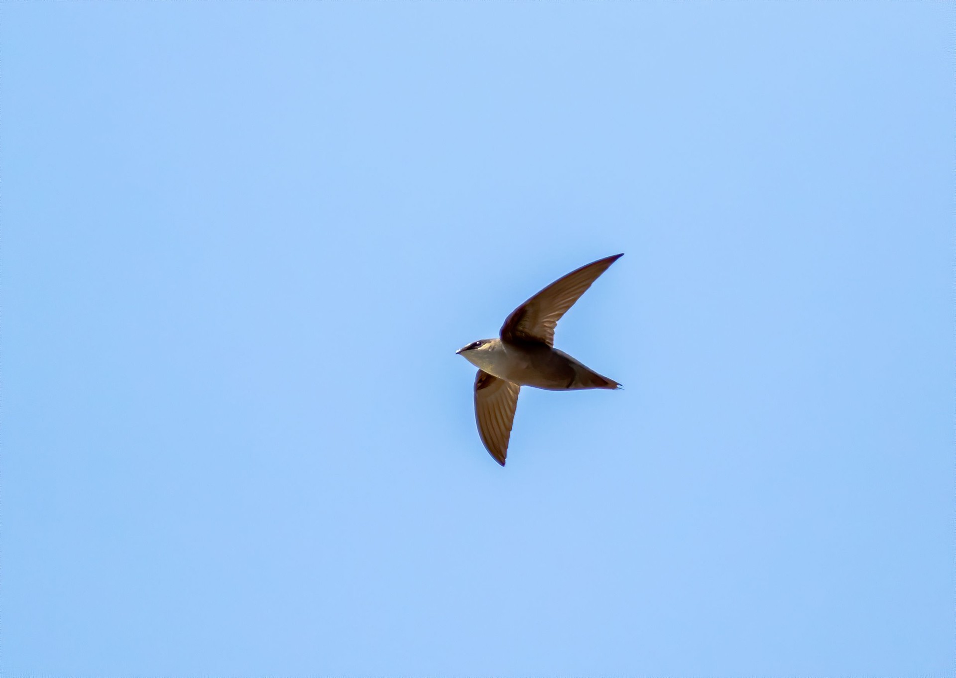 Chimney Swift